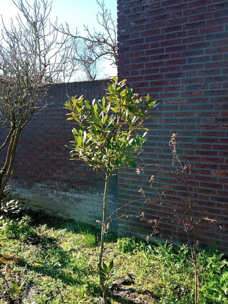 Laurus nobilis laurier keuken/kruiden tot 300cm max. 25€, Ophalen of Verzenden