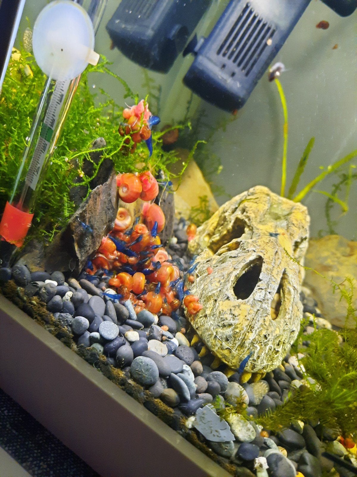 posthoornslakken voor in vijver of aquarium, Dieren en Toebehoren