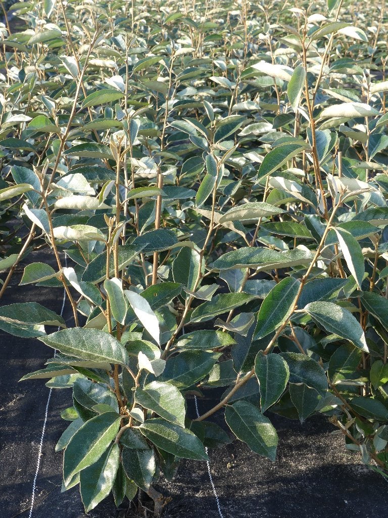 Elaeagnus Ebbingei , Zilverbes , Olijfwilg, Tuin en Terras, Ophalen