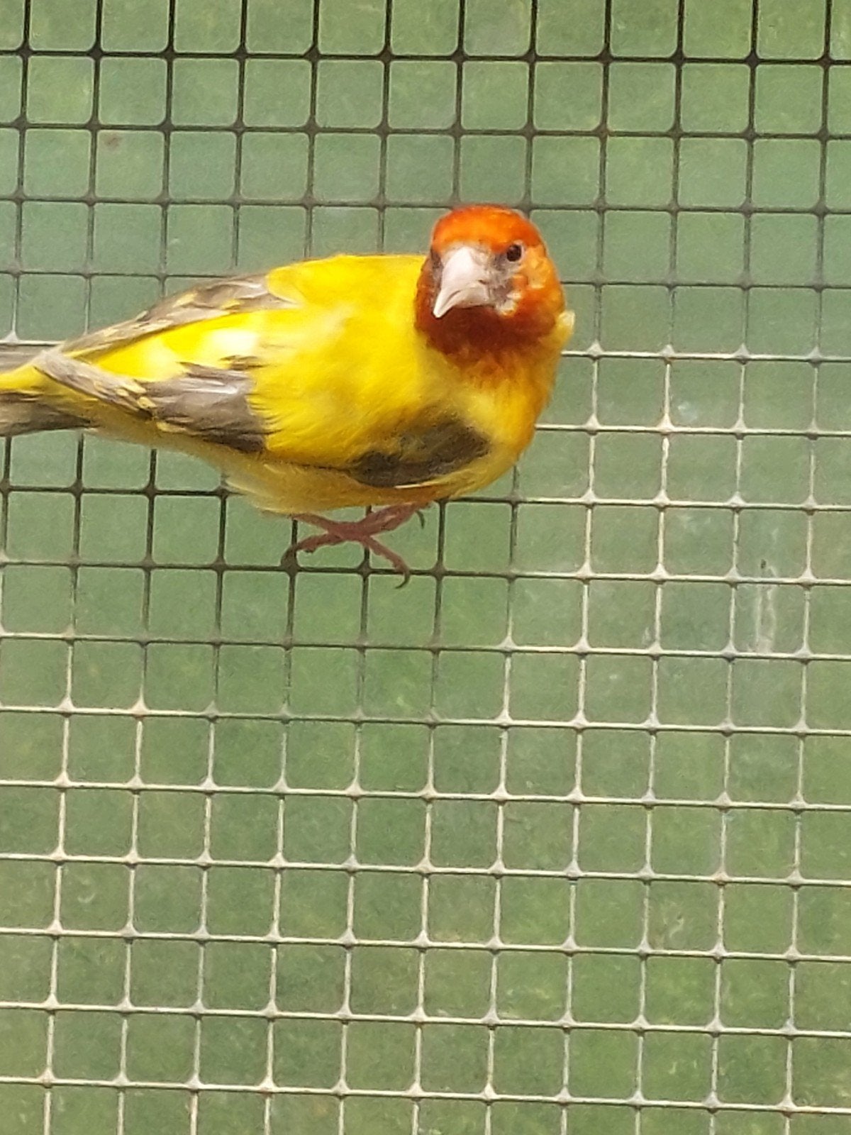 Distelvinken putters, Dieren en Toebehoren