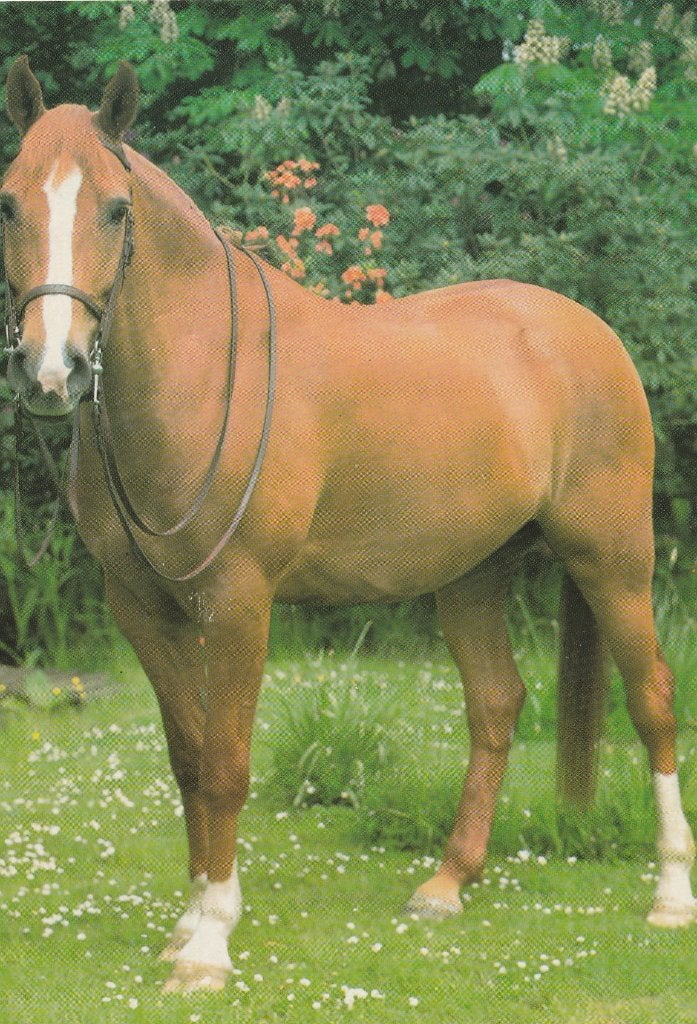 PAARD, Ophalen of Verzenden, Ongelopen, Paard