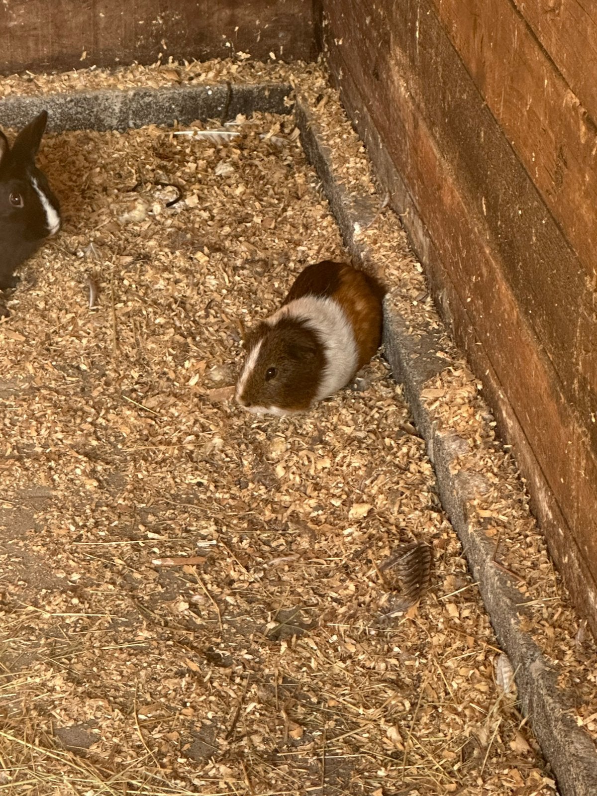 Mannetjes cavia 1 jaar oud, Dieren en Toebehoren, Cavia, Mannelijk, Juli, Tam