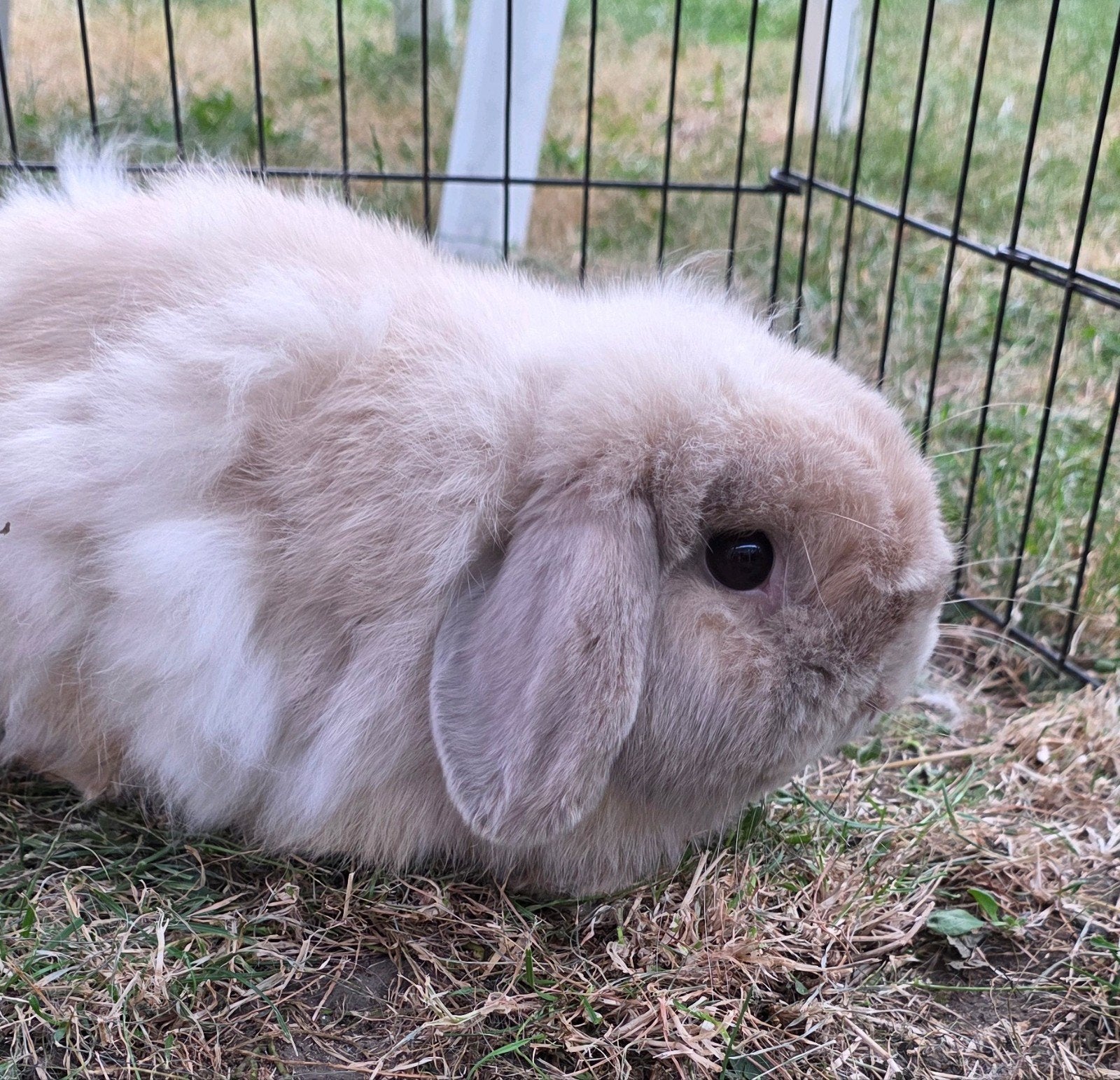 minilop ram, Dieren en Toebehoren, Konijnen, Dwerg, Mannelijk, 0 tot 2 jaar, Hangoor