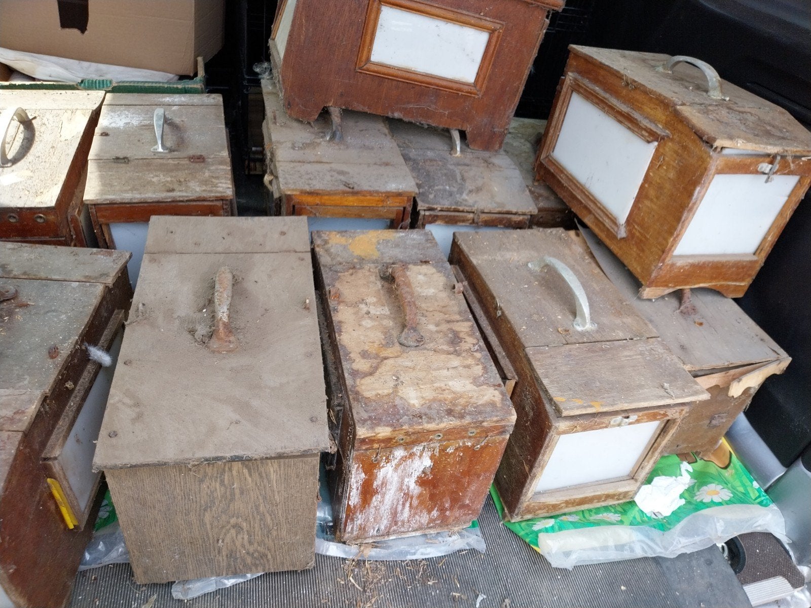 12 vinkenkooien, Dieren en Toebehoren, Insecten en Spinnen