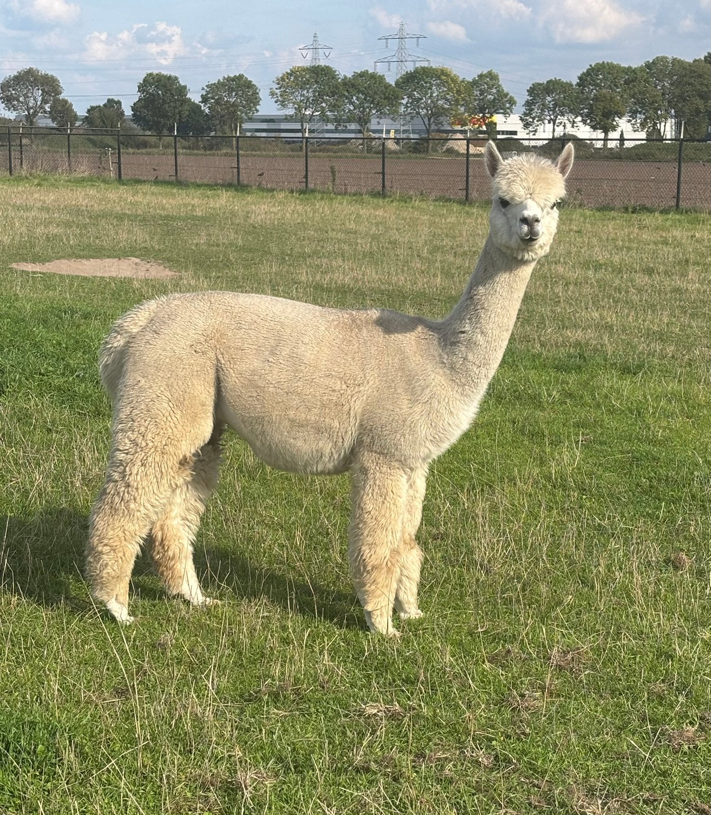 Drachtige alpaca merrie, Juni, Vrouwelijk
