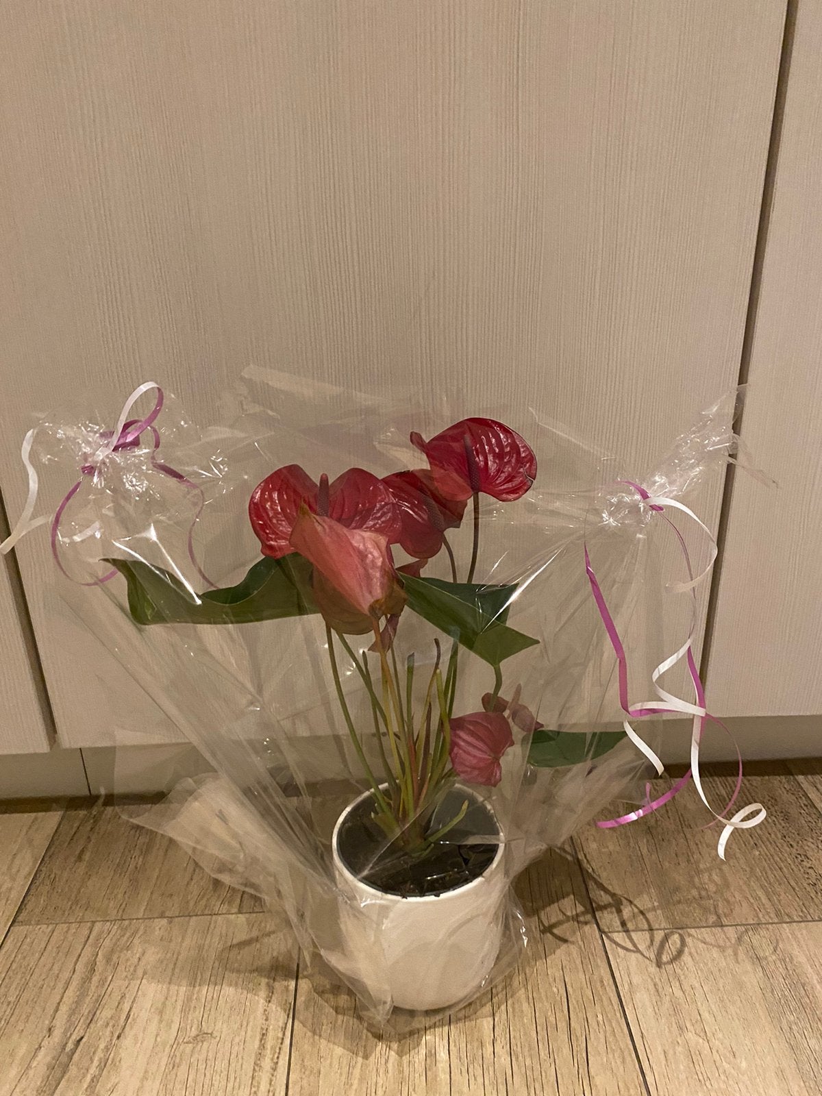 NIEUW! Mooie flamingoplant in verpakking, Ophalen, Zo goed als nieuw