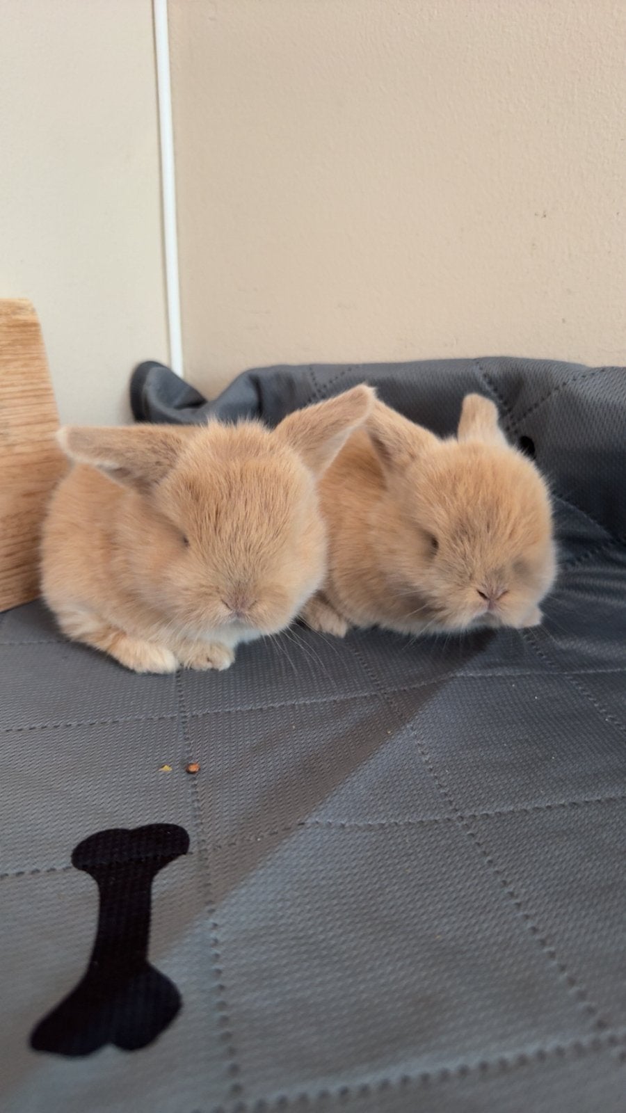 2 baby minilopjes, Dieren en Toebehoren, Konijnen, Meerdere dieren, Klein, Hangoor, 0 tot 2 jaar