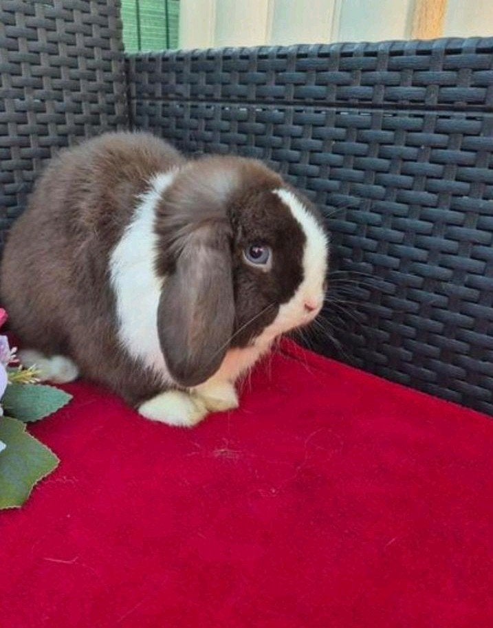 Super knappe choco split BO Minilop ram met stamboom, Mannelijk, Dwerg, Hangoor, 0 tot 2 jaar