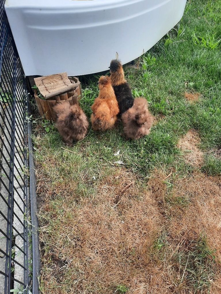 zijde hoentjes, Dieren en Toebehoren, Meerdere dieren, Kip
