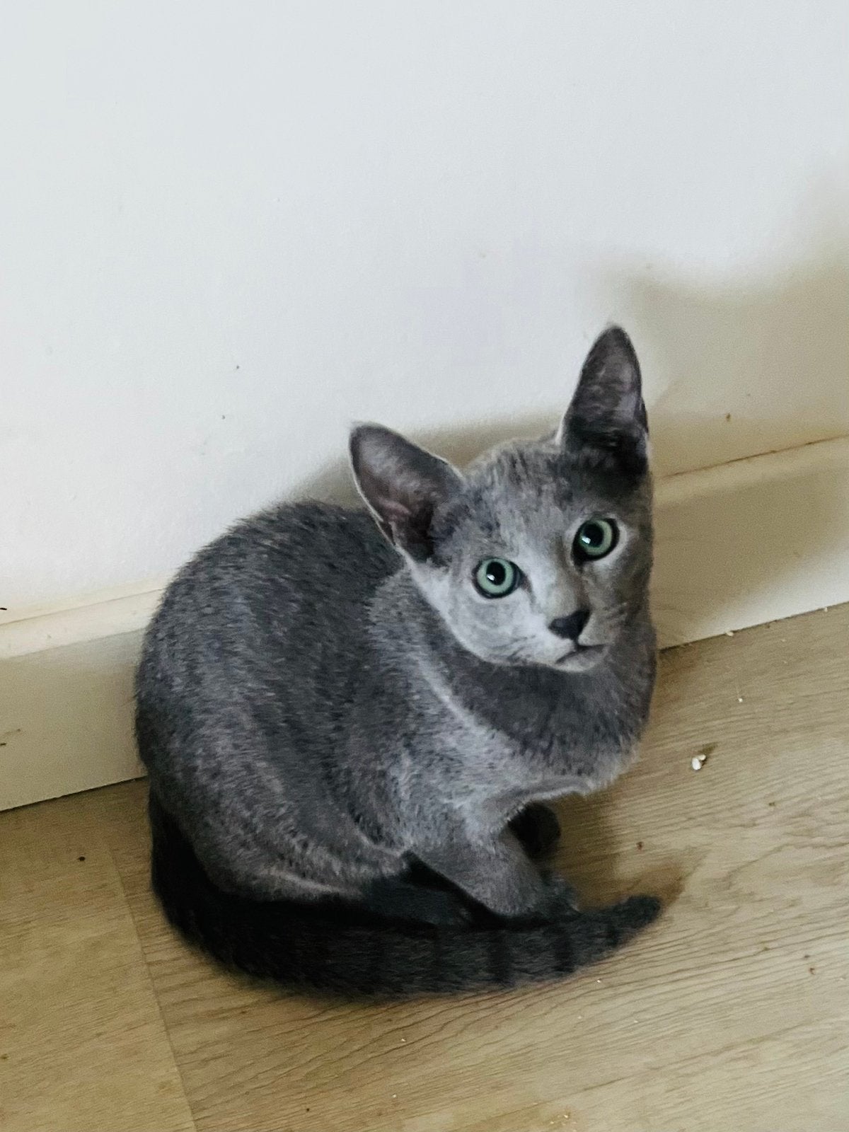 Blauwe rus meisje, Dieren en Toebehoren, Poes, Met stamboom, 0 tot 2 jaar