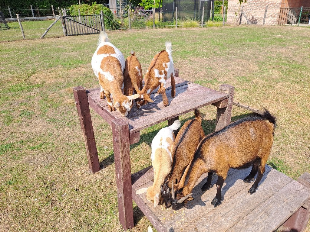 Geit met lammetjes, Dieren en Toebehoren, Schapen, Geiten en Varkens, Geit