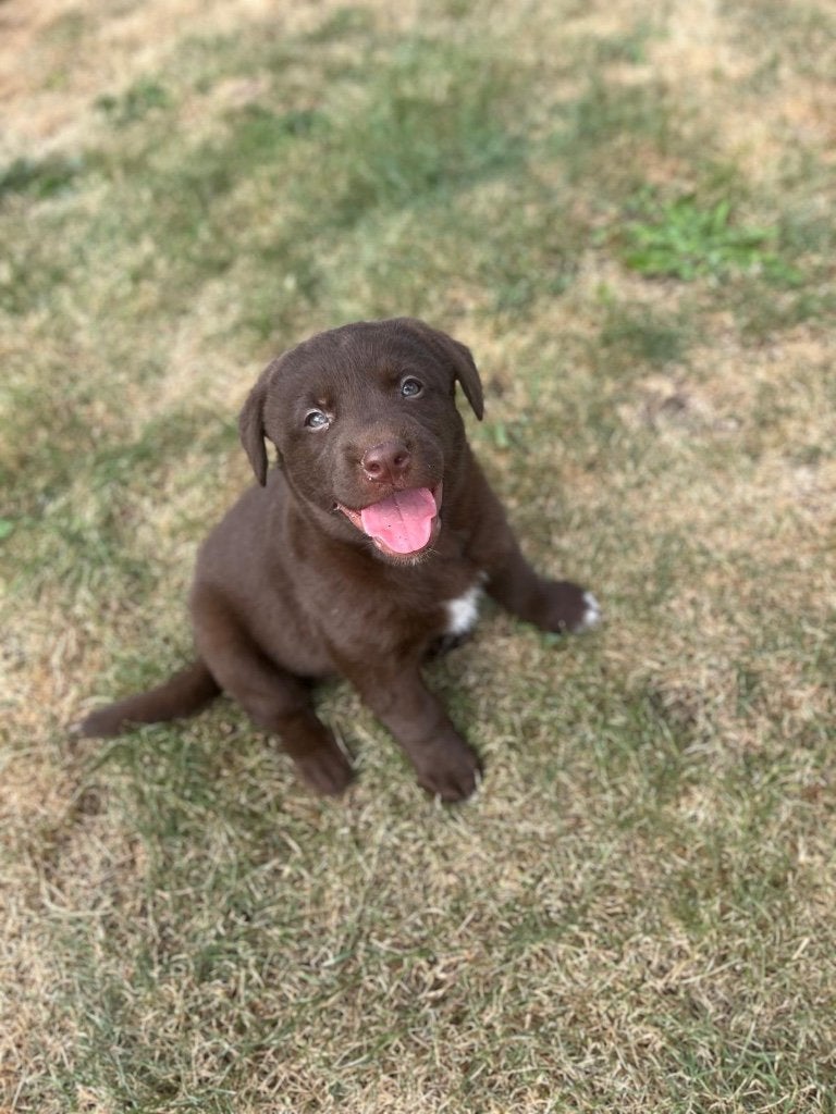 Superbe chiot borador (labrador x border collie), Maladie de Carré (chiens), Labrador retriever, Plusieurs, Belgique