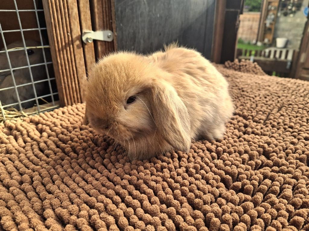 Minilopje, Dieren en Toebehoren, Konijnen, Mannelijk, Hangoor, 0 tot 2 jaar