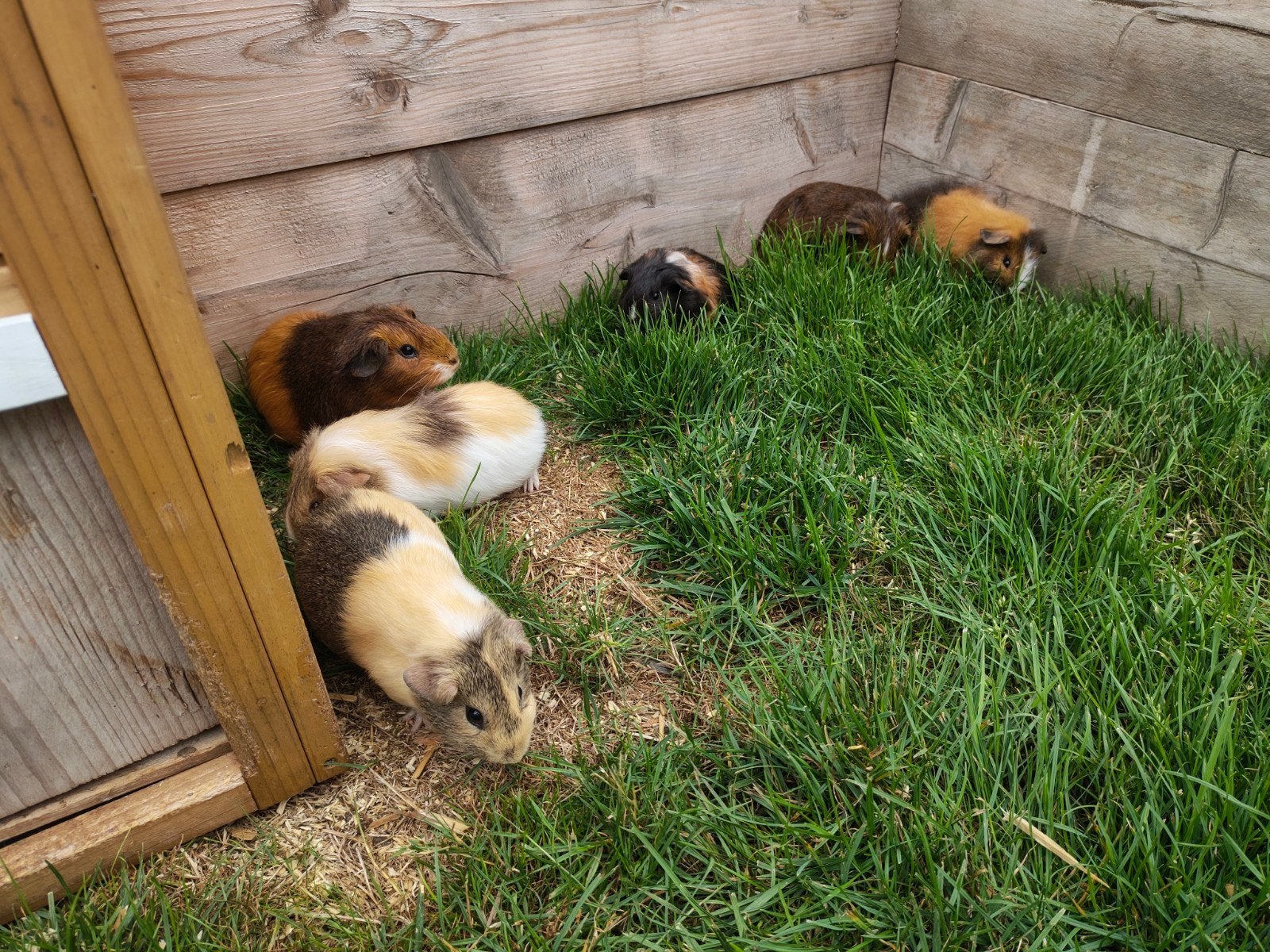 cavia, Femelle