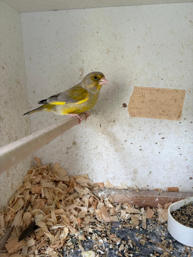 Agaat groenvinken, Plusieurs animaux, Oiseau chanteur sauvage