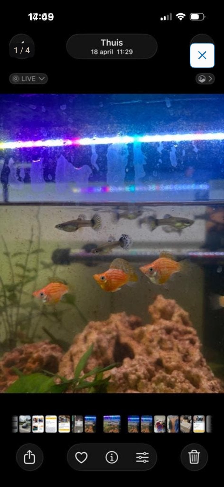 Prachtige Rasechte Oranje striped Ballon Molly’s te Koop!, Dieren en Toebehoren