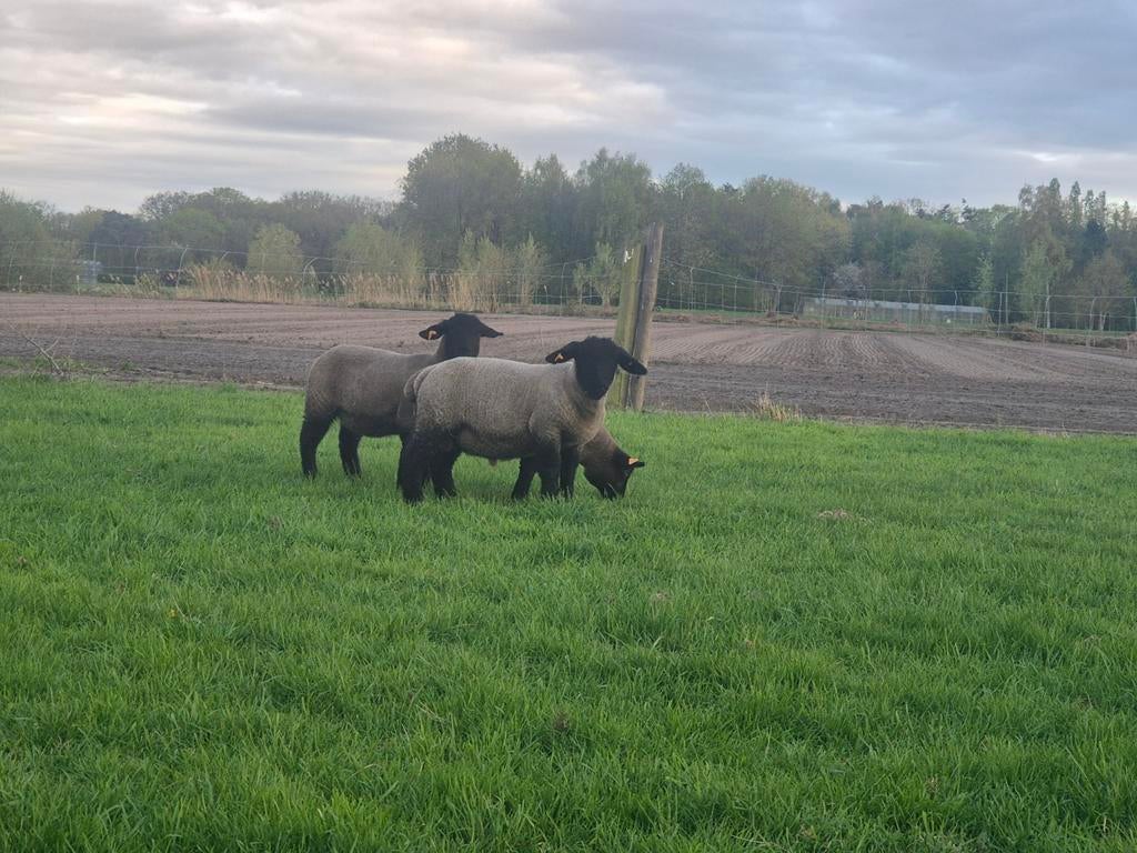 Zuivere suffolk lammeren te koop, Dieren en Toebehoren