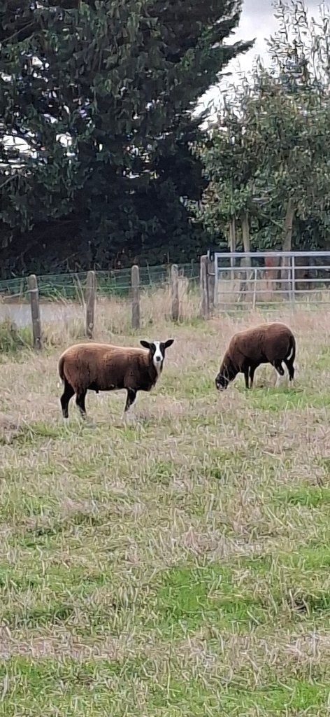 Schapen, Dieren en Toebehoren, Meerdere dieren, Schaap, 0 tot 2 jaar