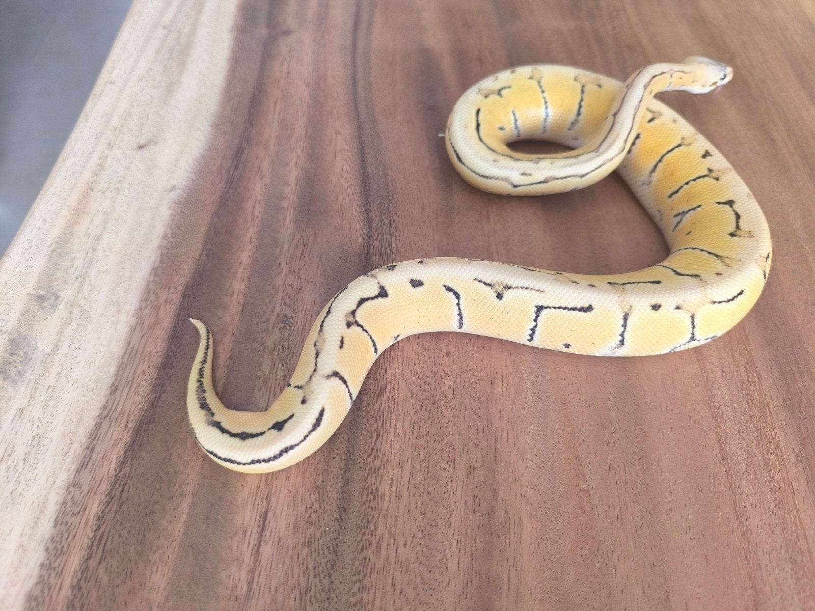 1.0 desert ghost pastel pinstripe  2025, Animaux & Accessoires, Reptiles & Amphibiens