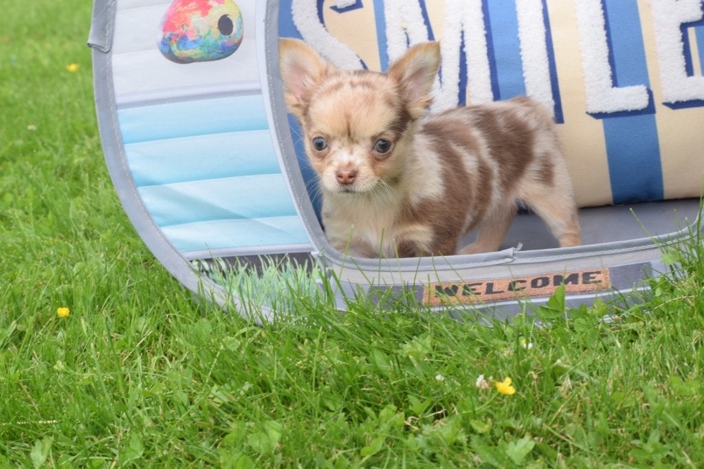 Chihuahua pups klein blijvend, België, 15 weken tot 1 jaar, Parvo, Meerdere