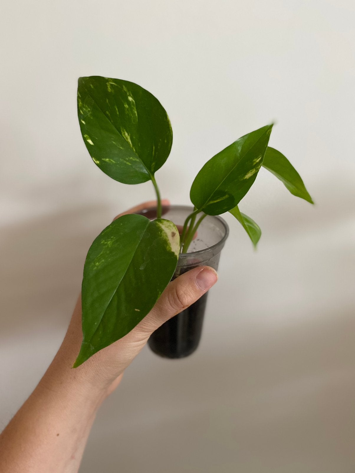 Epipremnum aureum, Huis en Inrichting, Kamerplanten, Ophalen of Verzenden