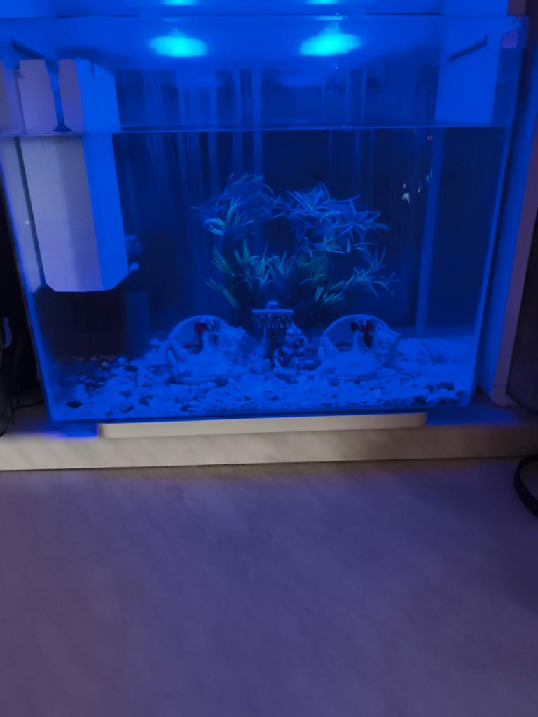 Aqarium, Enlèvement, Filter
