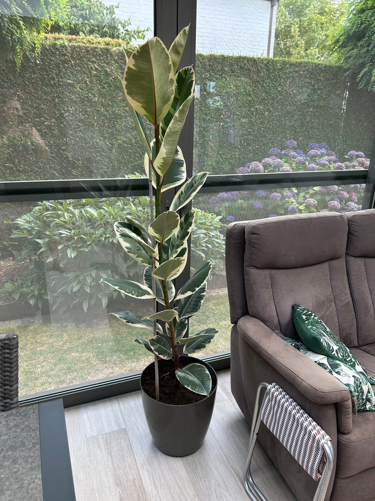 Ficus elastica Tineke, Ophalen of Verzenden, Zo goed als nieuw