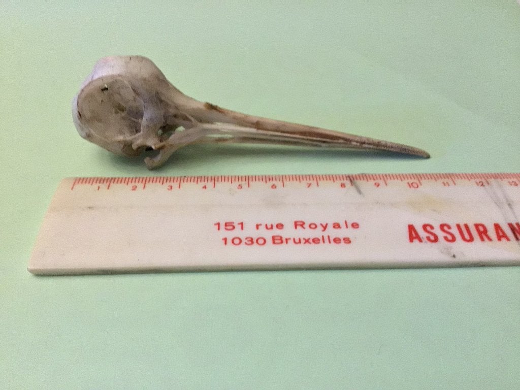 Crâne, échassier, huîtrier, cours de biologie, Enlèvement ou Envoi, Oiseaux, Crâne