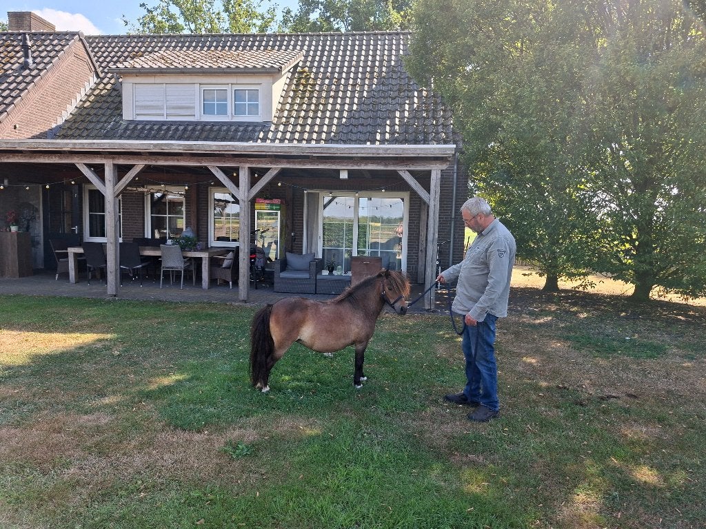 Prachtige mini pony, Dieren en Toebehoren, Pony's, Merrie, A pony (tot 1.17m), Gechipt, 3 tot 6 jaar