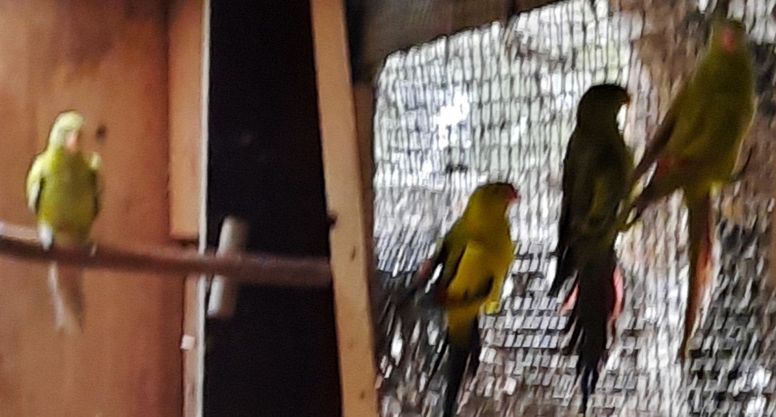 3 Bergparkieten ´26, Dieren en Toebehoren