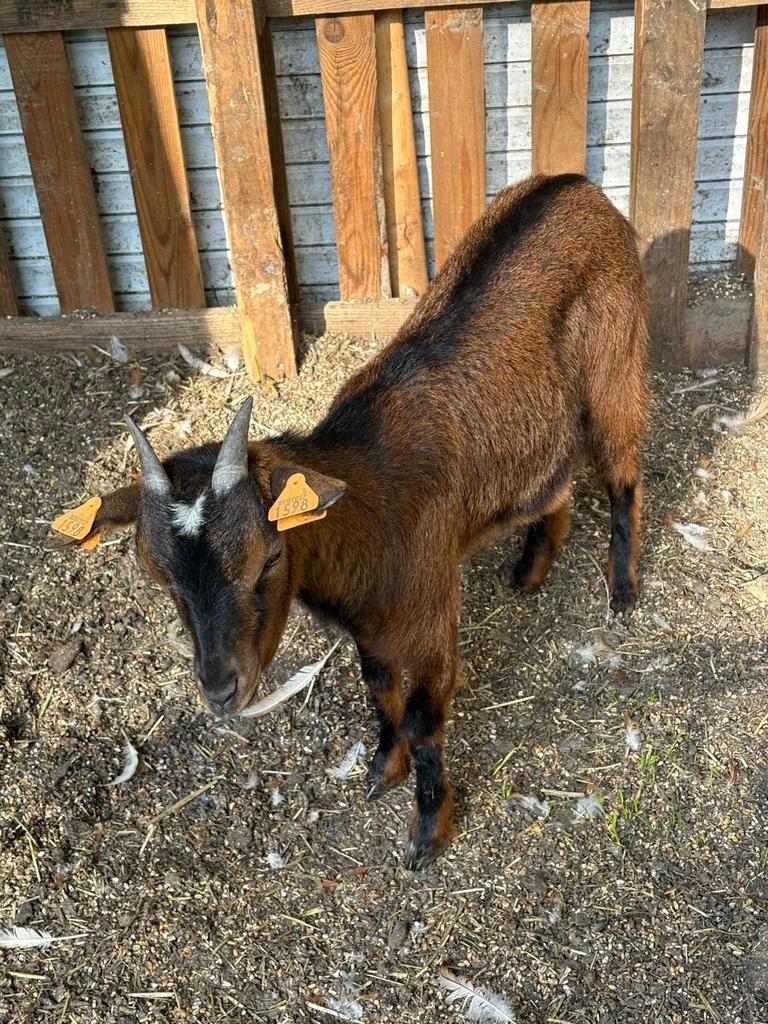 Dwerggeit, Dieren en Toebehoren, Schapen, Geiten en Varkens