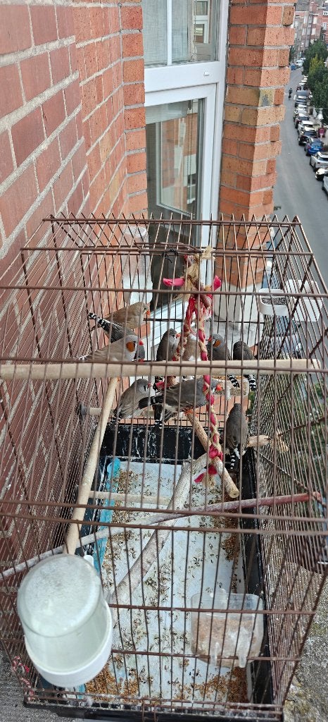Oiseaux, Enlèvement ou Envoi, Cage à oiseaux