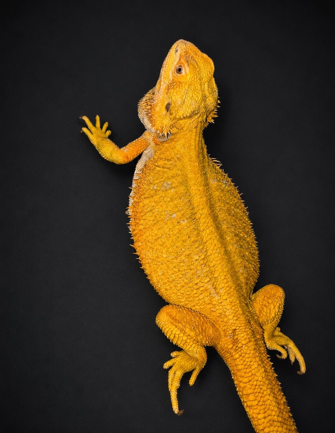 Citrus Orange Hypo 100% het Trans baardagaam, Dieren en Toebehoren, 3 tot 6 jaar
