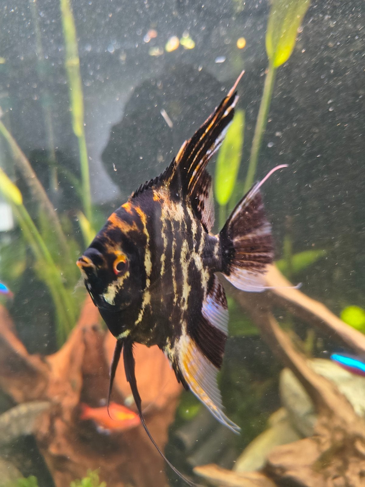 Verschillende vissen, Dieren en Toebehoren, Vissen | Aquariumvissen, Vis