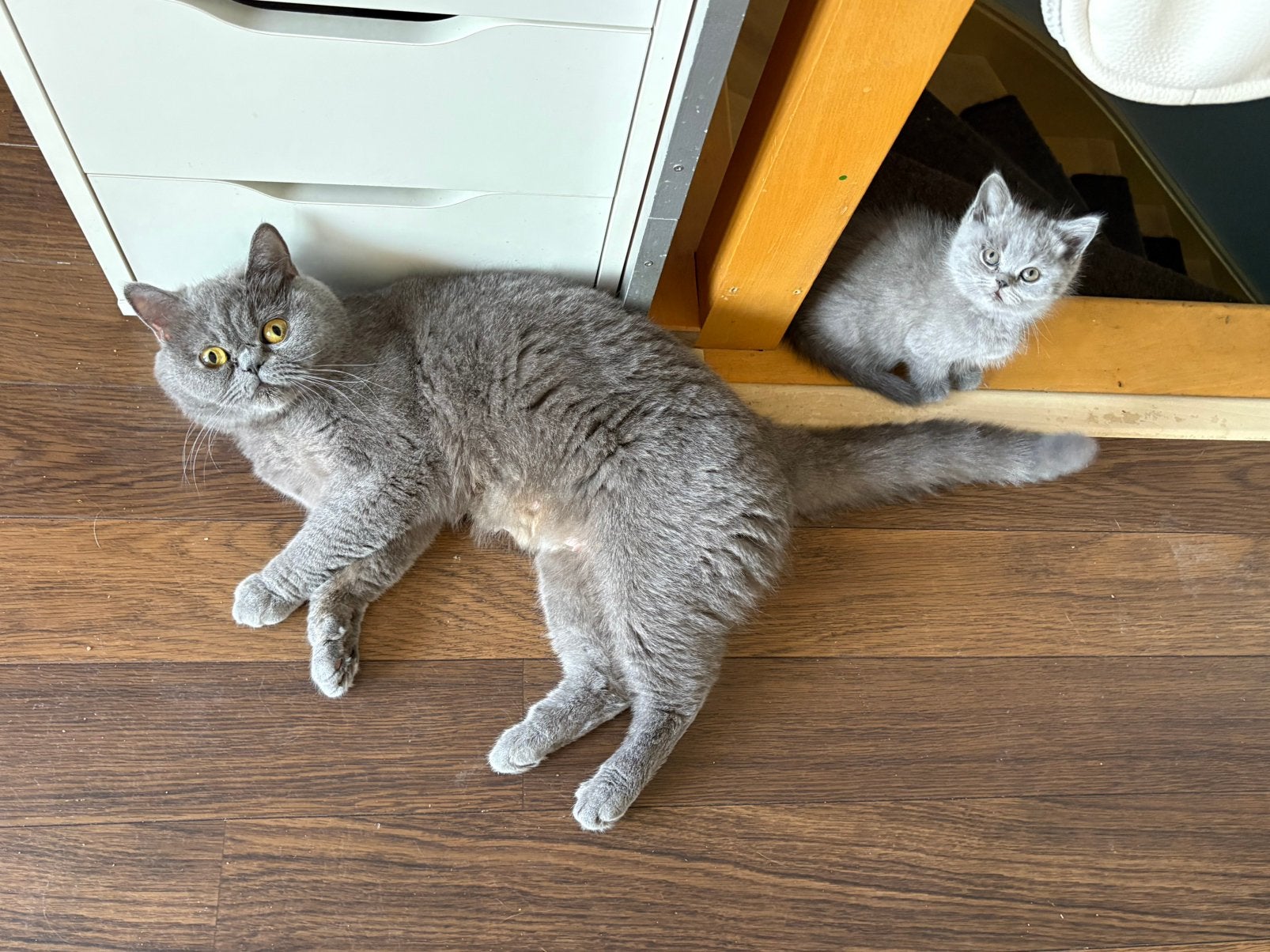 Brits korthaar, Chatte ou Chat, Avec pedigree, 0 à 2 ans