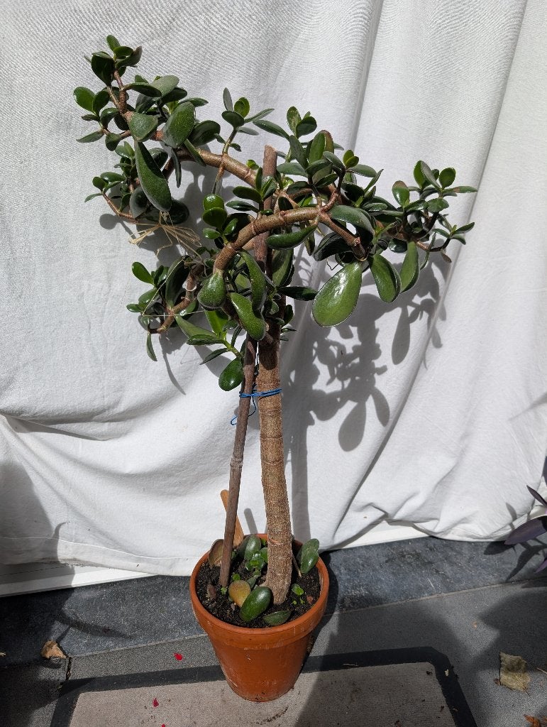 Crassula ovata ou arbre de Jade of Jadeboom, Plante succulente, En pot, Plante à fleurs, Moins de 100 cm