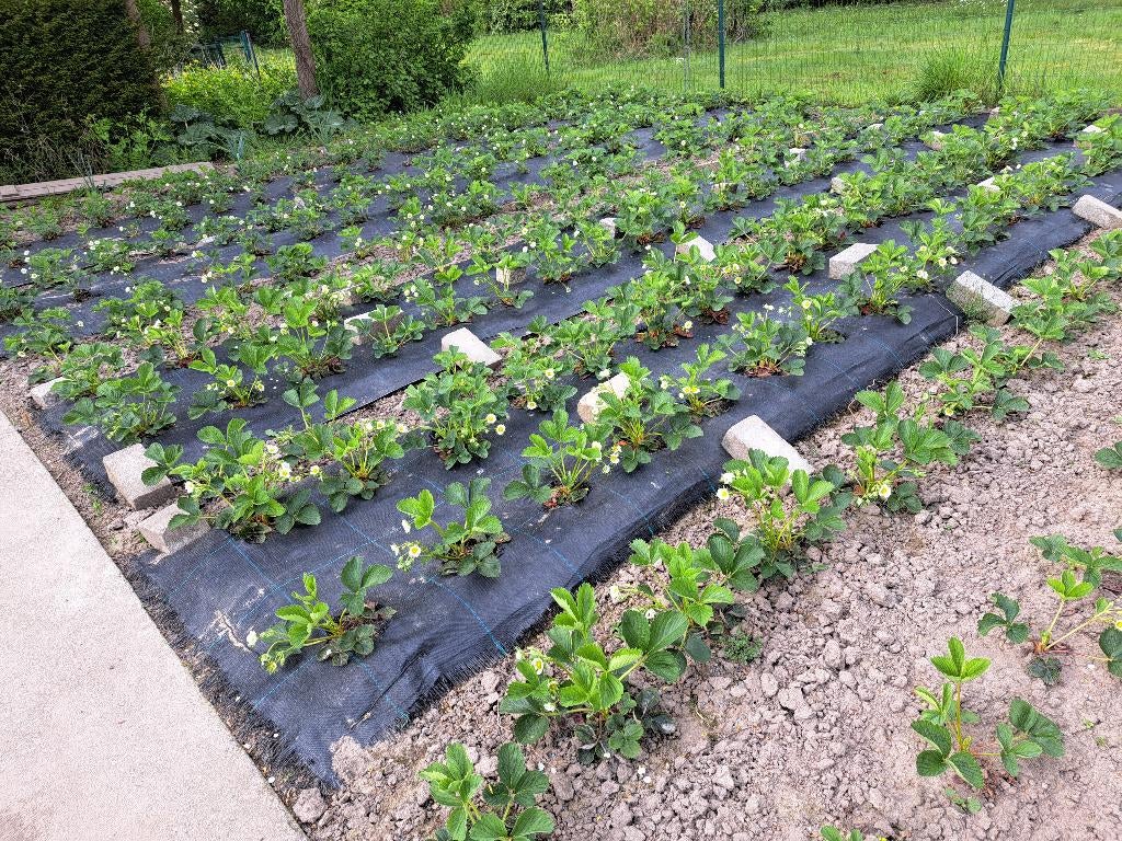 Aardbeienplantjes, Tuin en Terras, Planten | Tuinplanten, Vaste plant, Fruitplanten, Volle zon, Lente, Ophalen