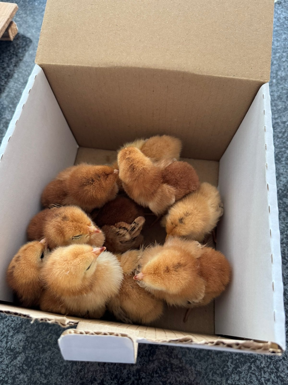 Eendagskuikens ( kan je bij broedse hen zetten), Poule ou poulet