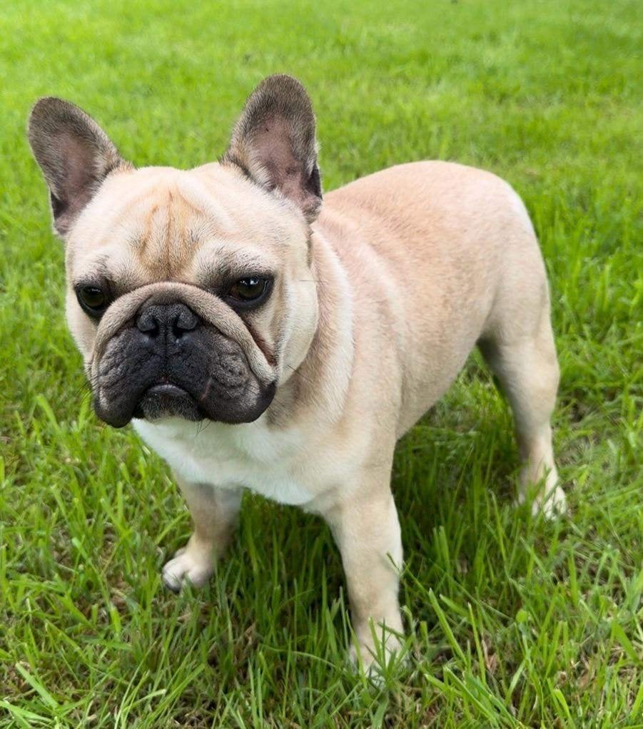 Franse Bulldog staat ter beschikking als dekreu, Dieren en Toebehoren, België, Fokker | Hobbymatig, Reu, 1 tot 2 jaar