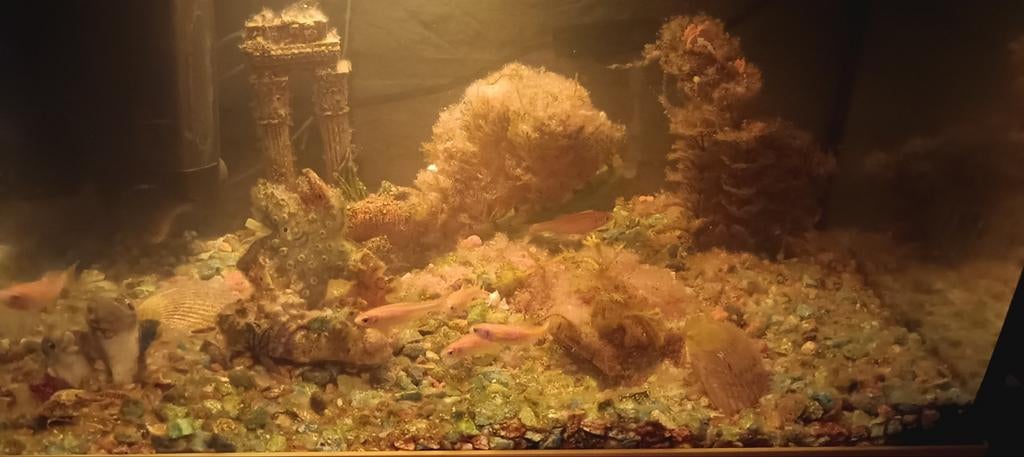 Baby koi's, Dieren en Toebehoren