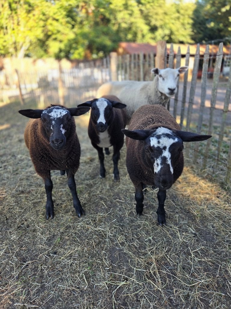Lammen, Dieren en Toebehoren, Schapen, Geiten en Varkens, Mannelijk, Schaap, 0 tot 2 jaar