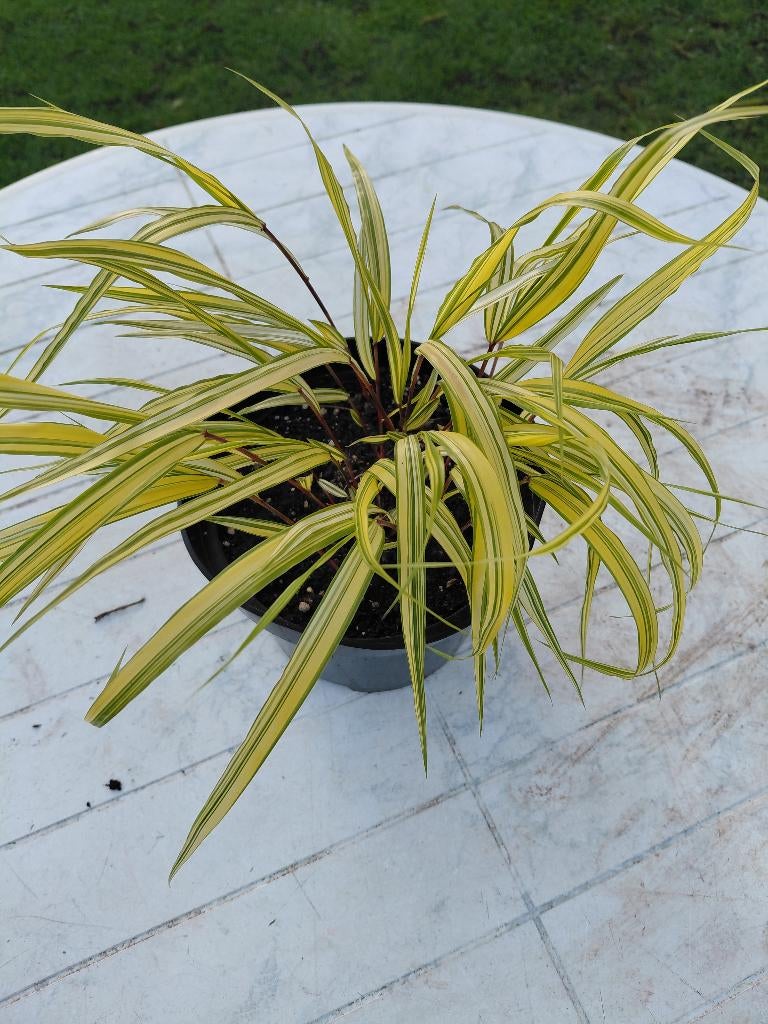 Hakonechloa Aureola, Tuin en Terras, Ophalen, Halfschaduw