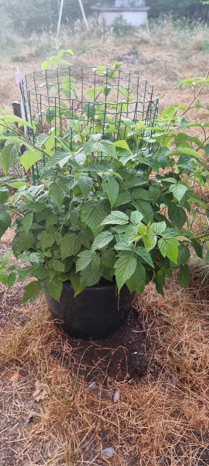 gros framboisier en pot de 100l, Enlèvement