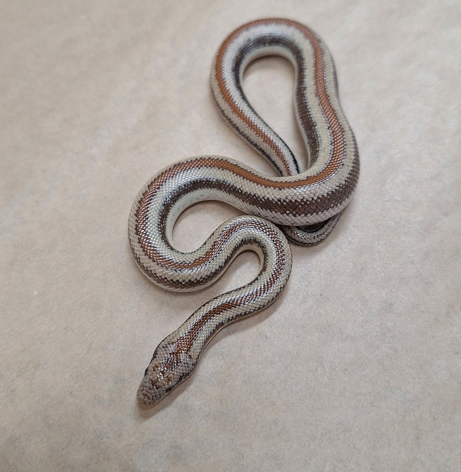 harquahala rosyboa, Serpent, Domestique, 0 à 2 ans