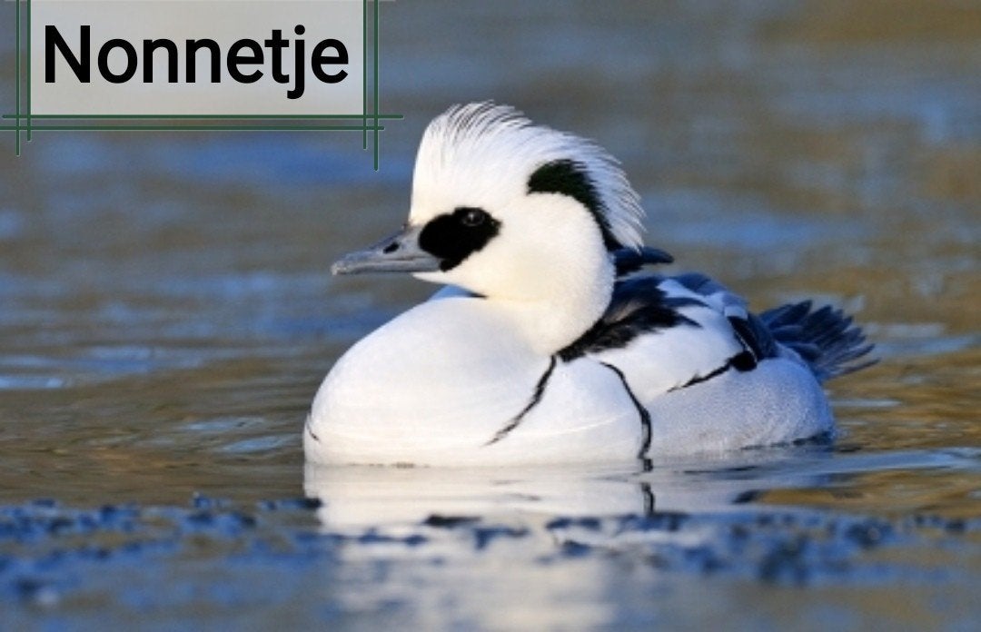 siereenden