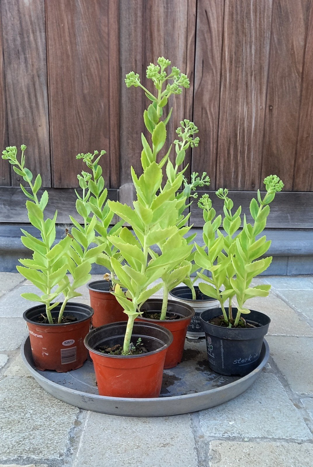 Sedum - hemelsleutel, Ophalen
