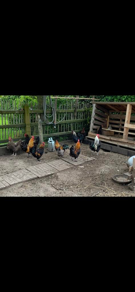 Gratis haantjes, Dieren en Toebehoren