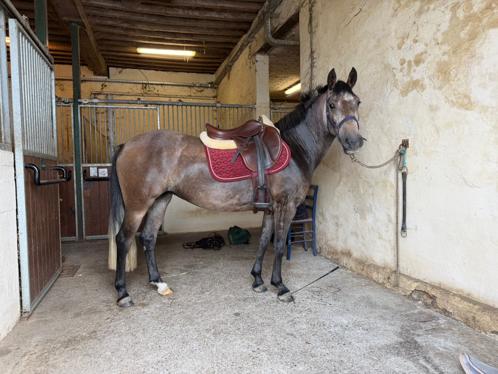 D-pony merrie - 4 jaar, Dieren en Toebehoren, Pony's, Merrie, Zadelmak