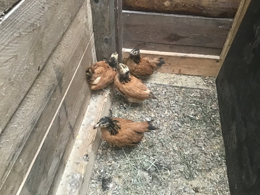 Jonge Vorwerk kuikens, Dieren en Toebehoren, Pluimvee, Vrouwelijk, Kip