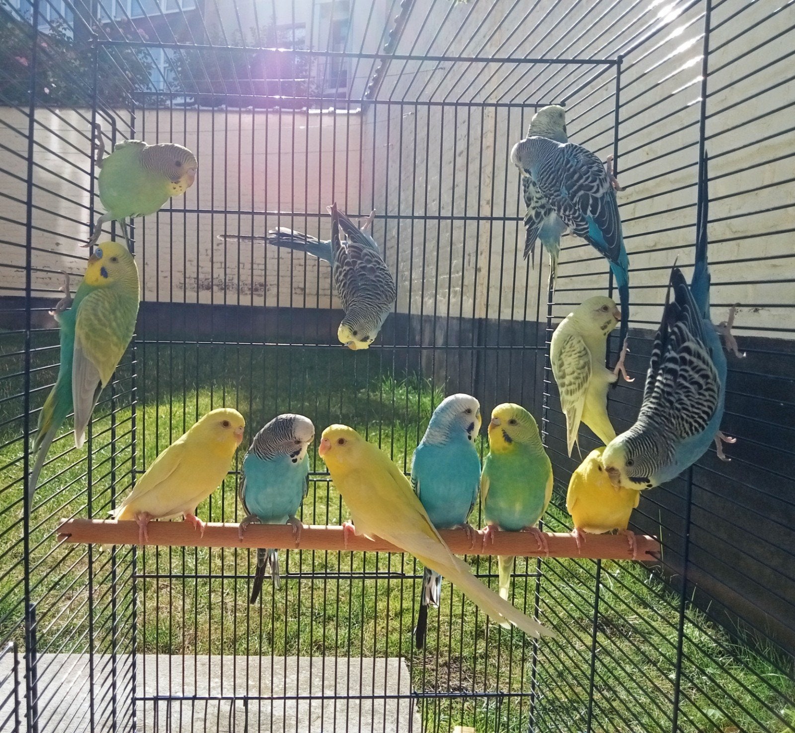 belles perruches à vendre, Plusieurs animaux, Perruche
